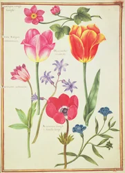 Études de fleurs